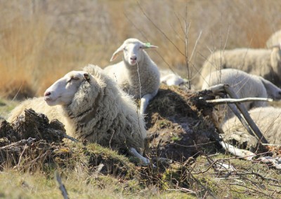 16539326853_07de291f69_z