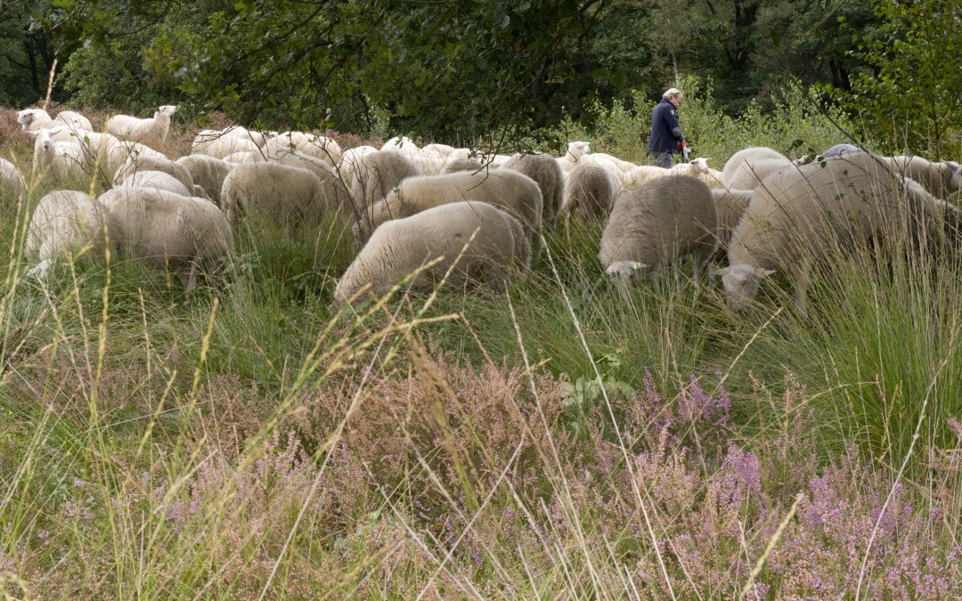 Verrassingsbezoek kudde aan MoB