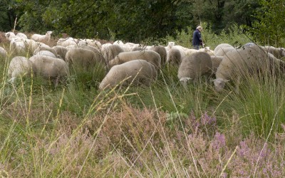 Verrassingsbezoek kudde aan MoB