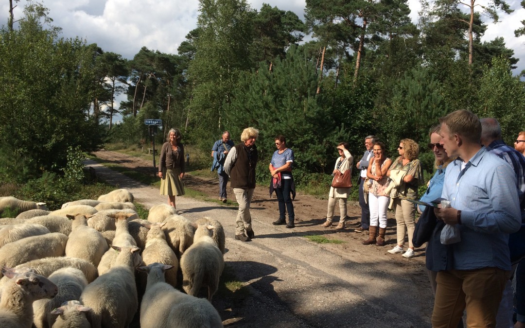 Kudde ontmoet personeel Van Hoogevest Architecten