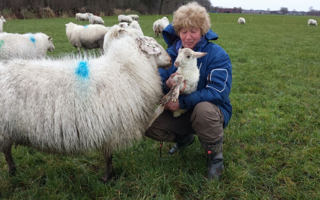 Eerste lammetje is geboren!