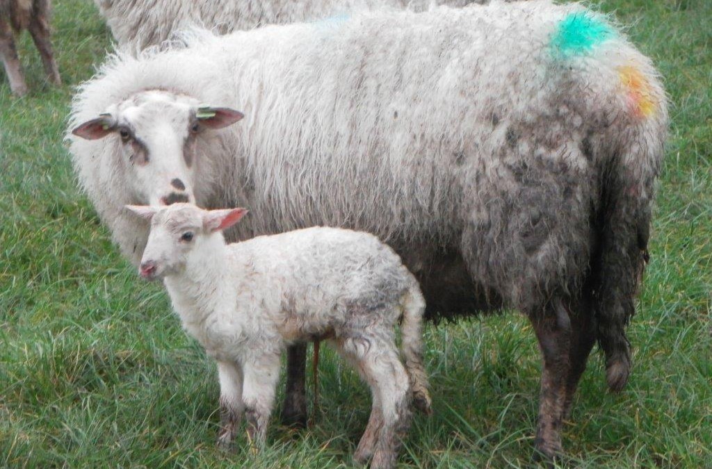 Lammertijd, wees erbij!