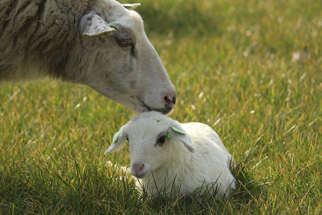 Foto’s lammertijd 2016