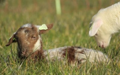RTV Utrecht: nieuw schapenras