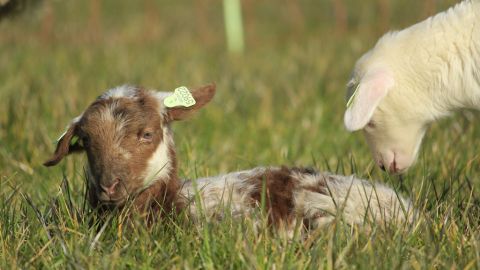 RTV Utrecht: nieuw schapenras
