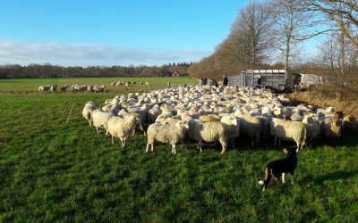 Het scheiden van de schapen